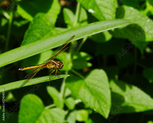 dragonfly in green plants