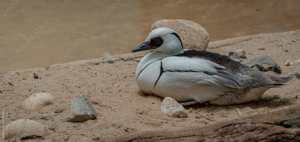 Fototapeta premium Black and White Plumage on a Smew Duck on a Sandy Beach