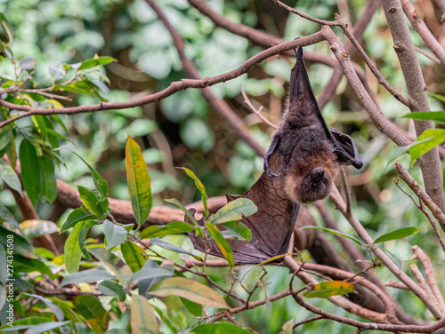 Brown Fur on a Rodrigues Fruit Bat Hanging Upside Down in a Tree