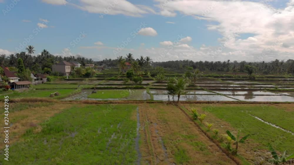 Aerial shot of a flock of herons flies over the rice field Aerial shot of a flock of herons flies over the rice field