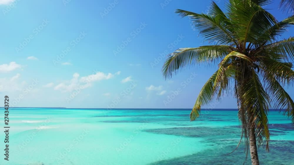 drone dolly out background shot of cocos palm tree, tropical vacation destination, fiji ilands drone dolly out background shot of cocos palm tree, tropical vacation destination, fiji ilands