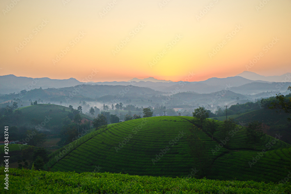 Obraz premium Sunset over tea plantations in Phu Tho, Vietnam.