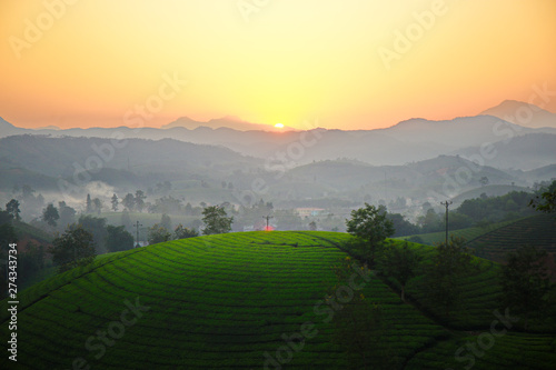 Sunset over tea plantations in Phu Tho  Vietnam.