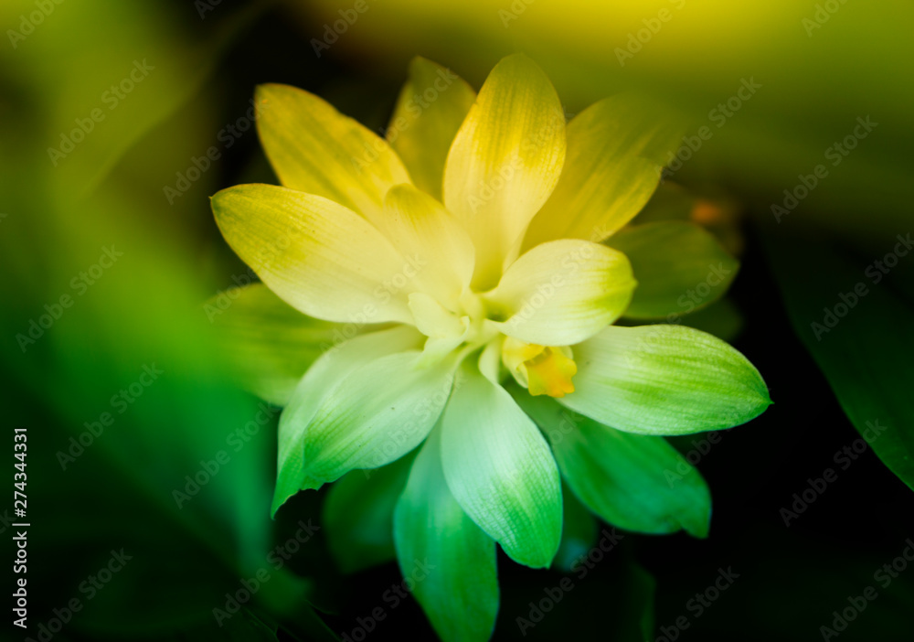 Fototapeta premium soft focus sprinfg flower nature wallpaper background