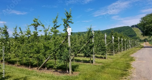 Wine Vineyard Rows