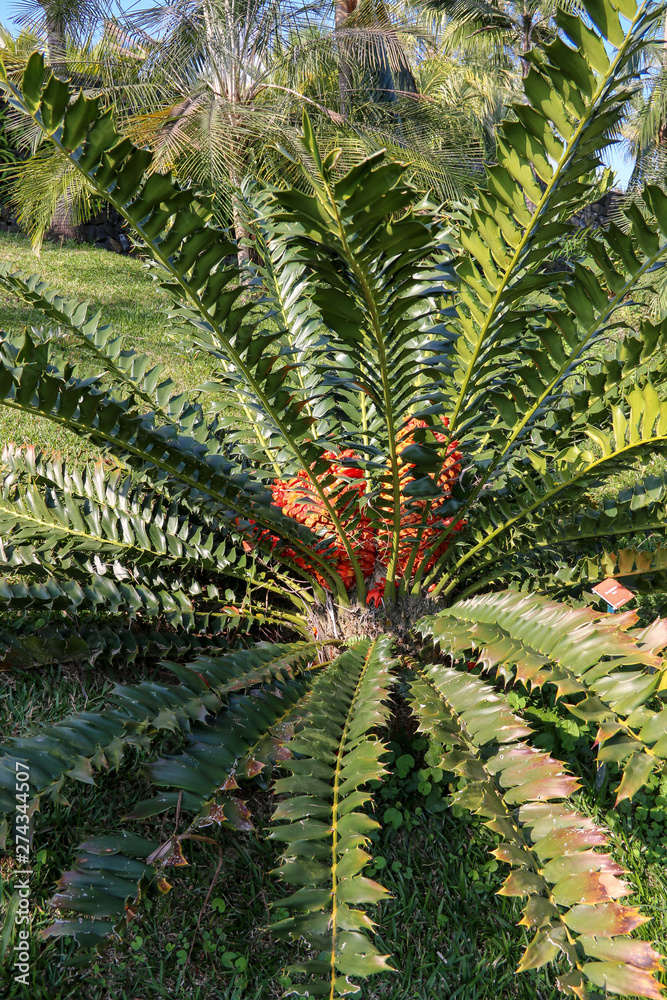 Cycas Cycas
