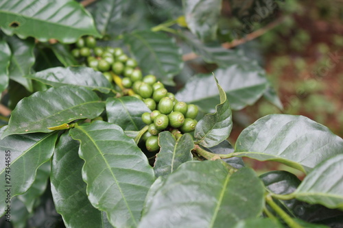 濃い緑のコーヒー豆