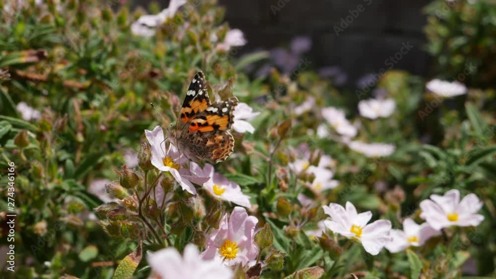 A painted lady butterfly feeding on nectar and flying away in slow motion on pink wild flowers. A painted lady butterfly feeding on nectar and flying away in slow motion on pink wild flowers.