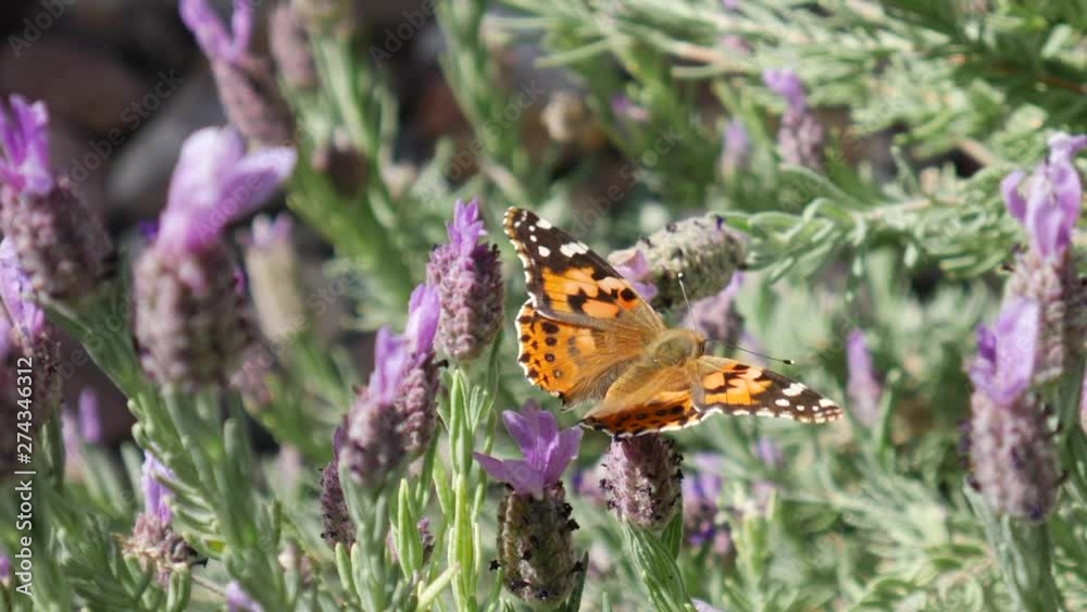 Close up on an orange painted lady butterfly feeding on nectar and pollinating purple wildflowers with colorful wings in sunlight. Close up on an orange painted lady butterfly feeding on nectar and pollinating purple wildflowers with colorful wings in sunlight.