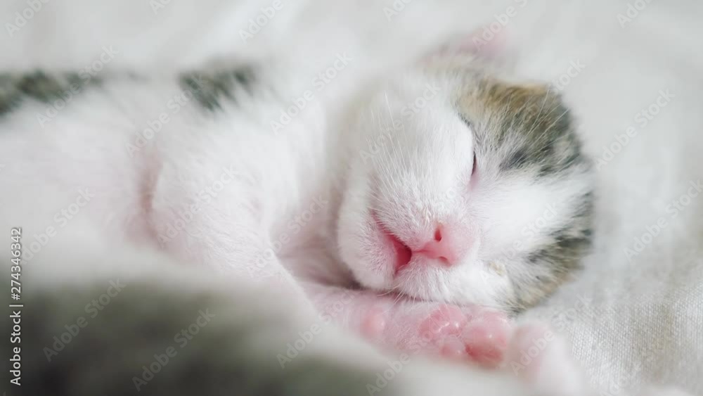 little cute newborn kitten sleeping on lifestyle the bed. little kitten sniffs and twitches in a dream tossing and turning little cute newborn kitten sleeping on lifestyle the bed. little kitten sniffs and twitches in a dream tossing and turning
