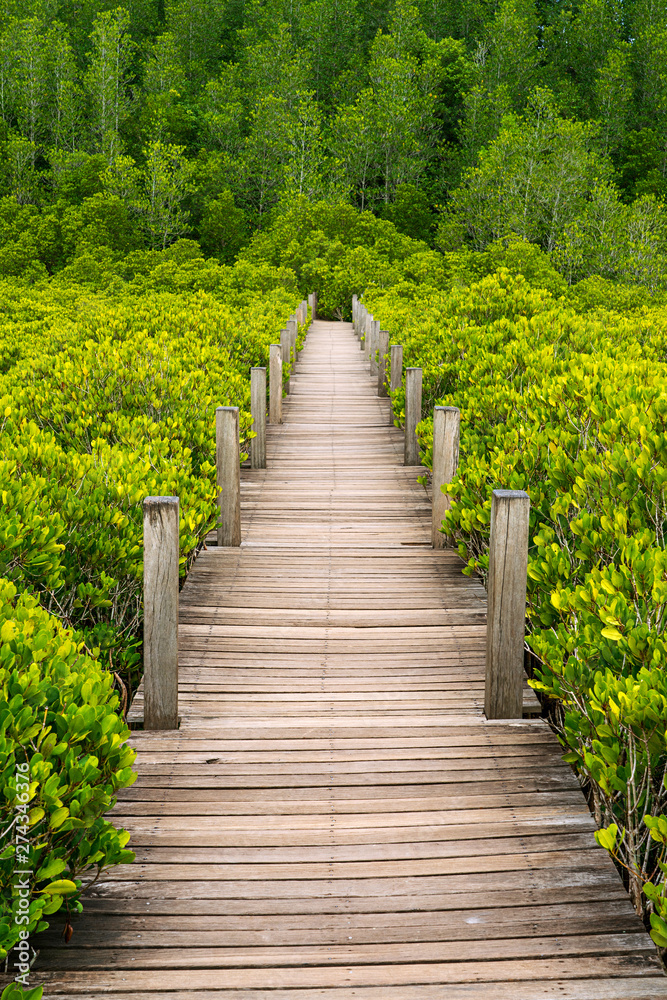Wooden elevated walkway in golden mangrove forest in Thailand