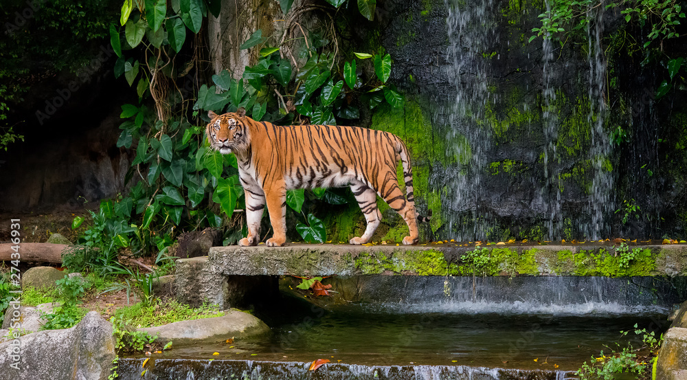 Beautiful tiger looked to the left with green leaves and waterfall  background, Siberian tiger in the forest, Predator animal, Wildlife scene  with dangerous animal. - Image Stock Photo | Adobe Stock