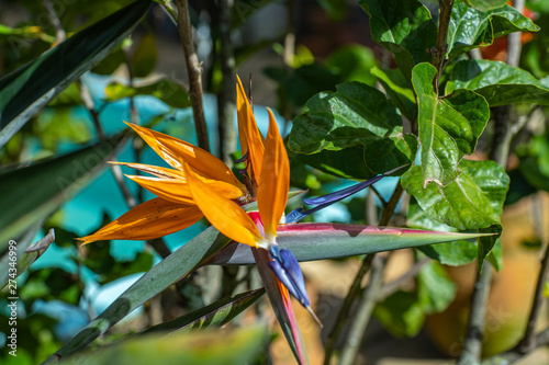 Plant Bird of Paradise with a bee. Insects on strelitzia in a botanical garden. Closeup of Strelitzia Reginae flower (bird of paradise flower)  photo