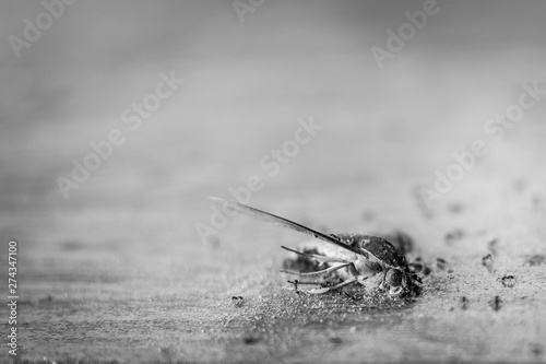 Close up of Black and white Ants eating butterfly