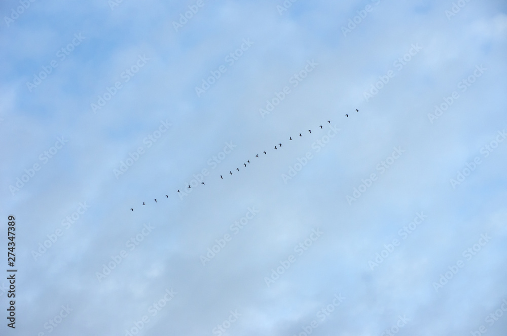 Flock of geese in the sky Flock of geese in the sky