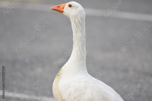 A beutiful geese 