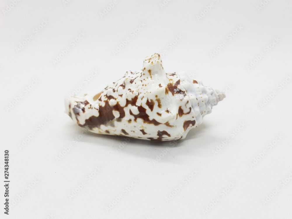 Various Beautiful and Colorful Beach Objects Small Unique Sea Shell in White Isolated Background