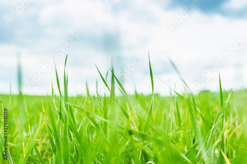 Green grass in the meadow and bright blue sky. Summer landscape. Horizontal frame. Natural background