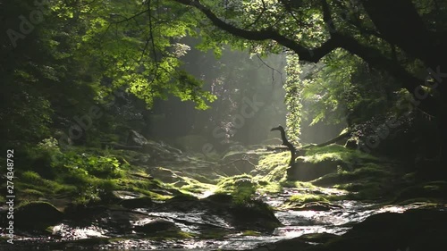 新緑の菊池渓谷
