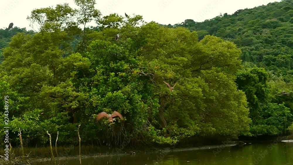 Eagles splashing the water and flying away in jungle in slow motion Eagles splashing the water and flying away in jungle in slow motion