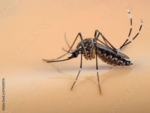Macro Photo of Yellow Fever Mosquito Isolated on Orange Background © backiris