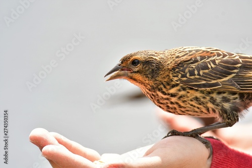 A closeup of Red-winged blackbird feeding from a hand. Burnaby lake BC Canada