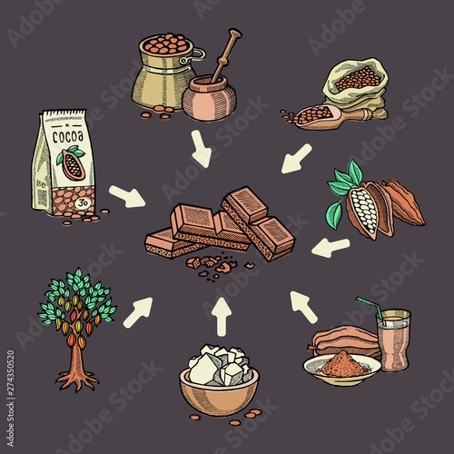 Super food chocolate collection for infographic. Pod, beans, sugar, cocoa butter, chocolate, cacao drink, choco and powder. Vector set.