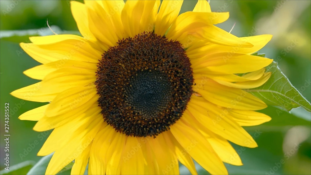 Obraz premium Close to yellow sunflower blowing away across a fresh green background
