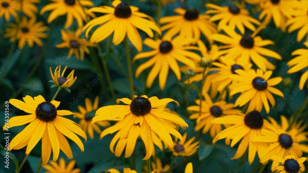 close up Black Eyed Susan Flower close up Black Eyed Susan Flower
