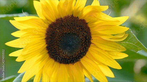 Close to yellow sunflower blowing away across a fresh green background