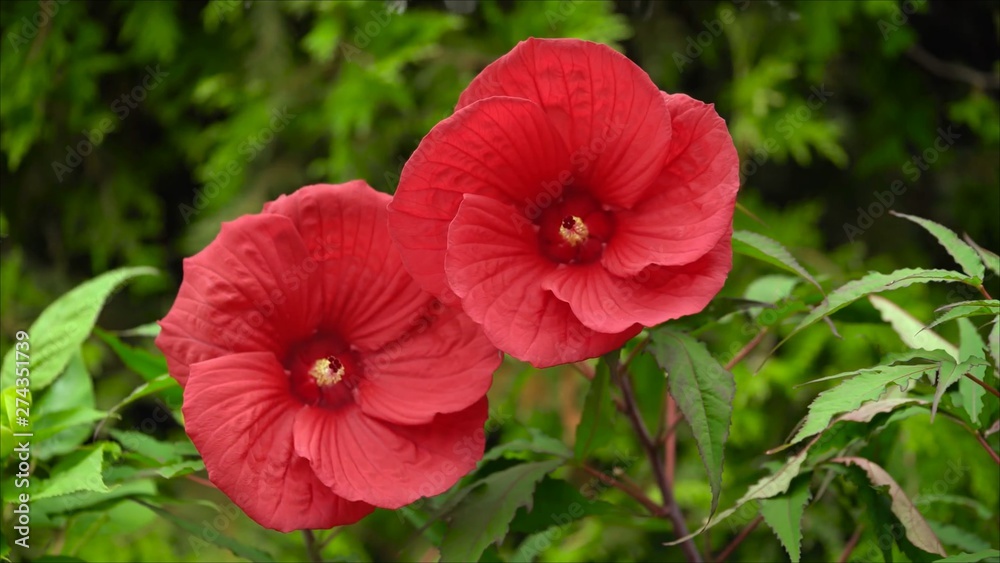 Red hibiscus flower on a green background. In the tropical garden Red hibiscus flower on a green background. In the tropical garden