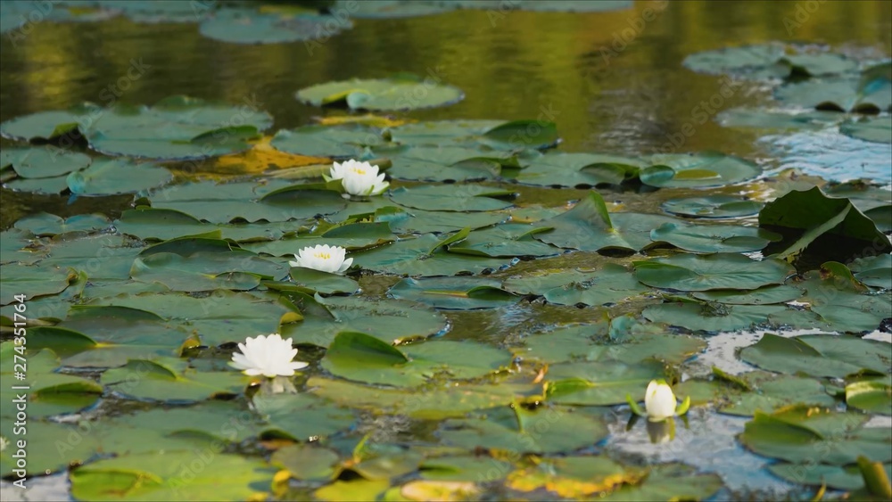 White lotus in the pond White lotus in the pond