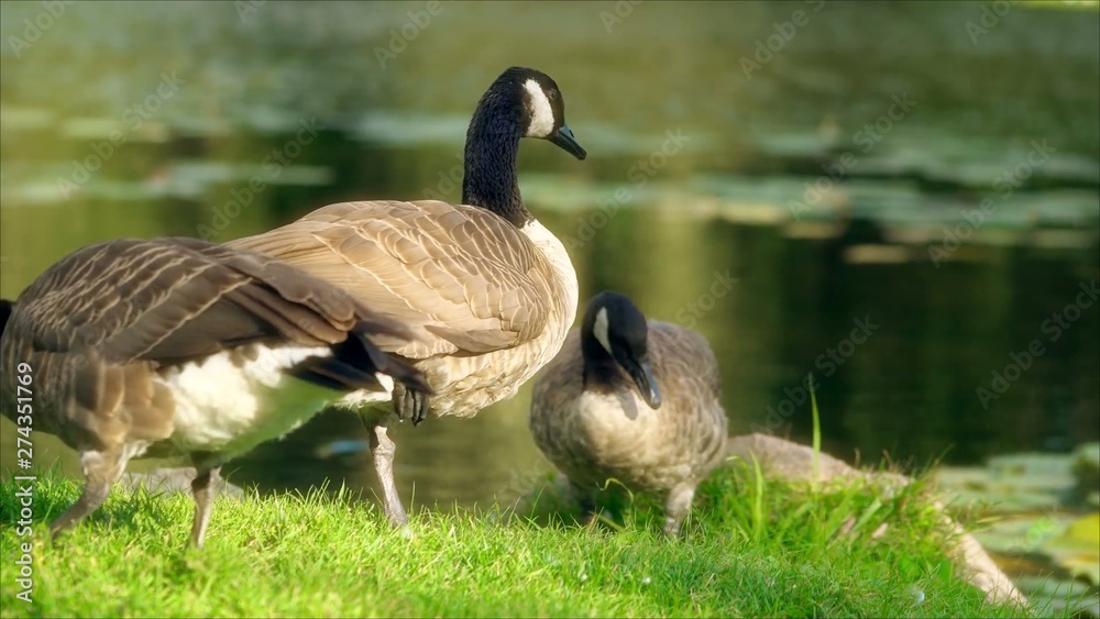 World animal life Duck looking for food on the water World animal life Duck looking for food on the water