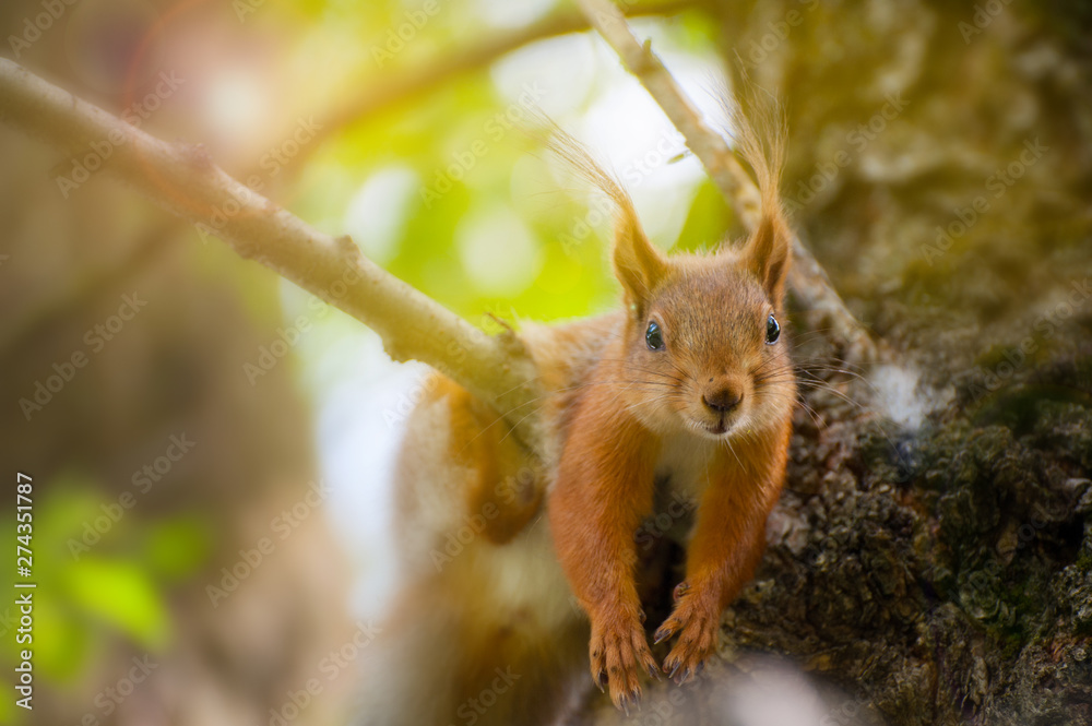 Obraz premium Red squirrel have a rest on the tree