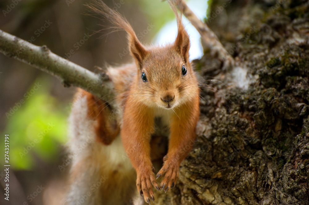 Red squirrel have a rest on the tree