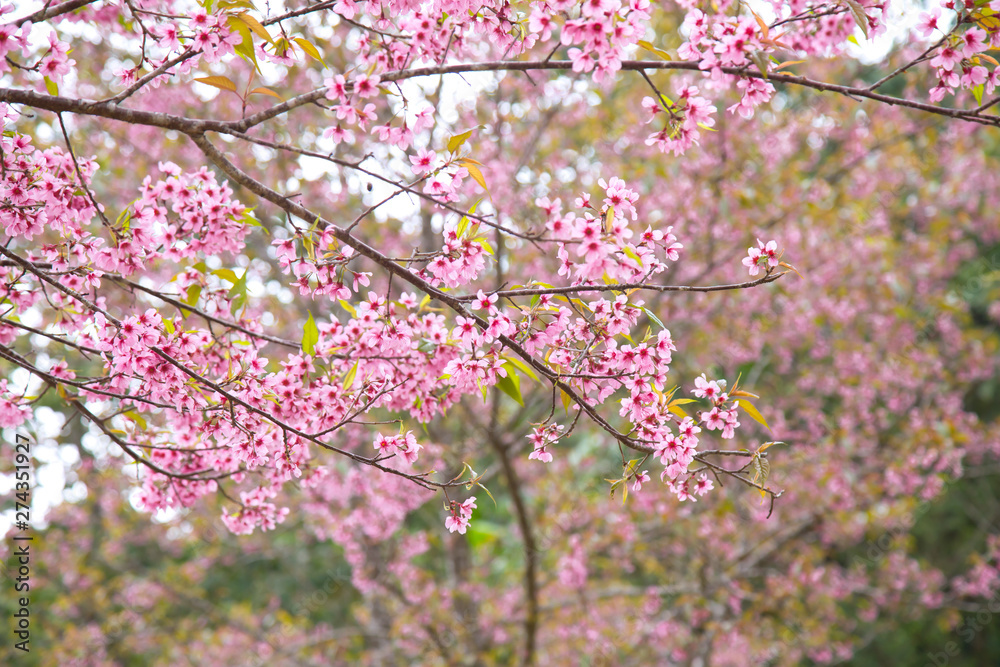 Beautiful cherry blossom or sakura in spring time over sky Beautiful cherry blossom or sakura in spring time over sky