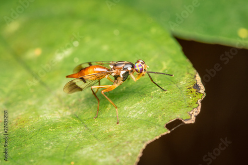 Insects on leaves in nature