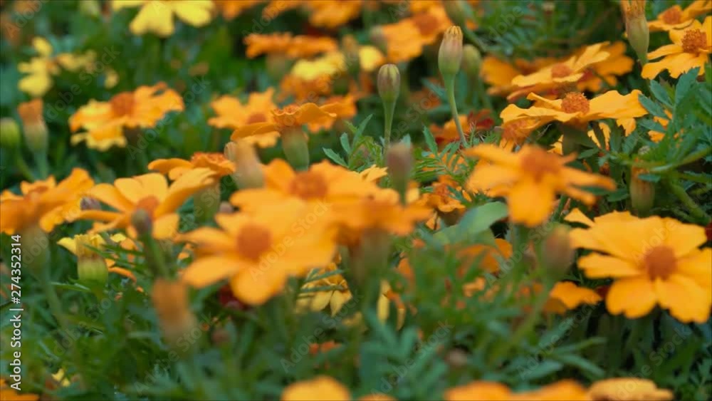 Bright yellow marigold a fields Bright yellow marigold a fields