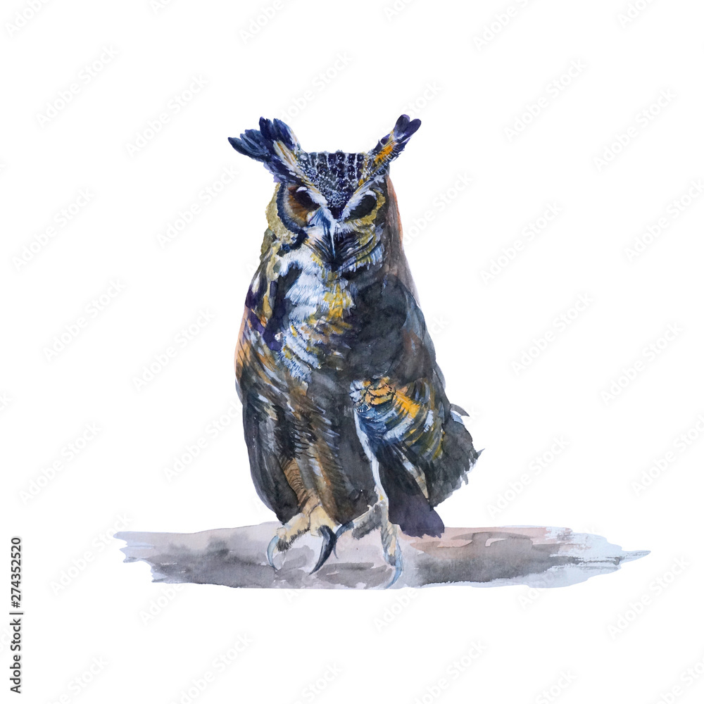 Owl watercolor isolated .Owl on white background. Watercolor hand painted illustration of  Flying Owl.