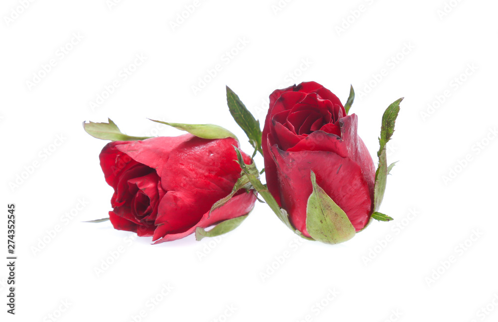 Naklejka premium Red Rose isolated on white background
