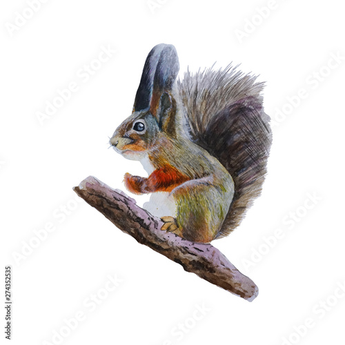 Squirrel isolated on white background .Hand painted Watercolor illustrations.