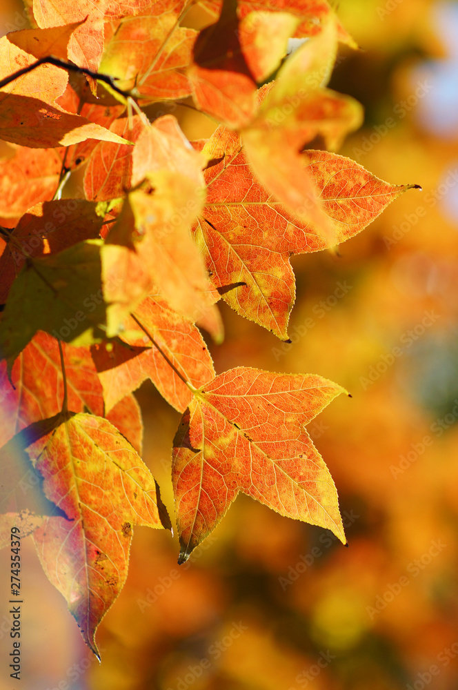 Obraz premium Autumn leaves