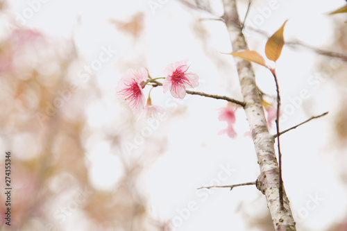 Beautiful cherry blossom or sakura in spring time over  sky photo