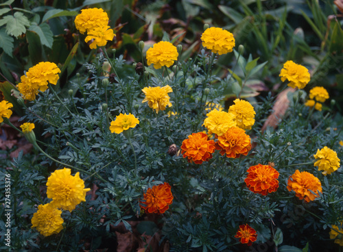 A bunch of marigolds in the garden