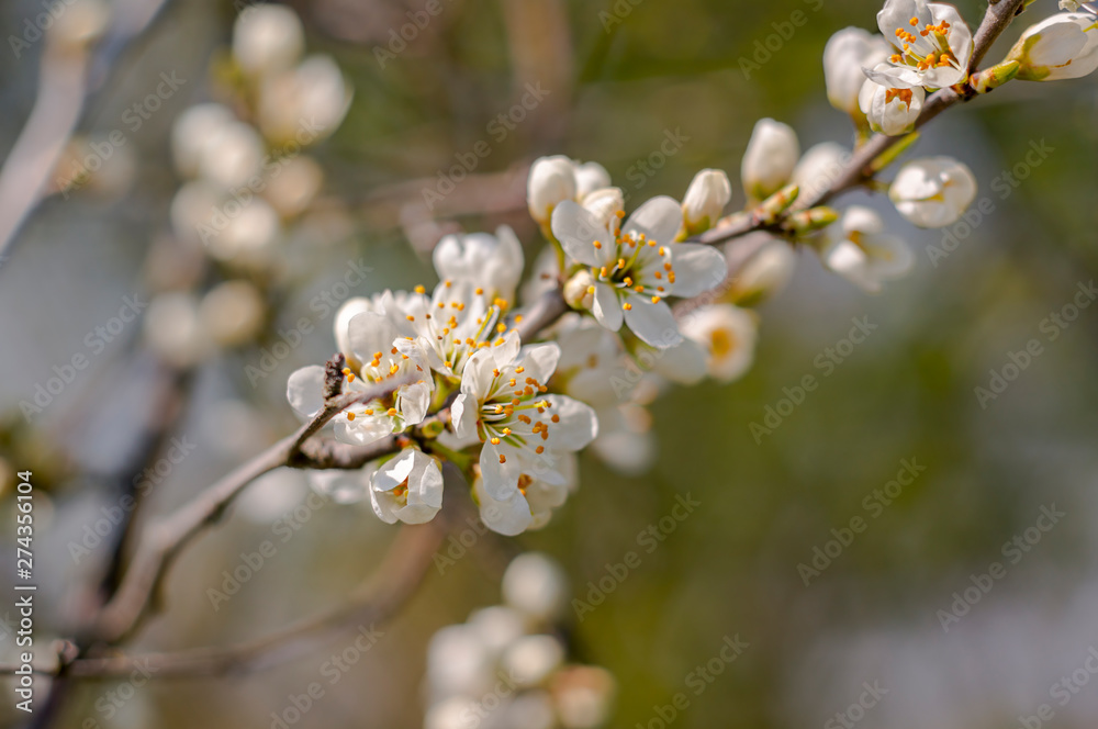 Beautiful color season blossom meadow flower Beautiful color season blossom meadow flower