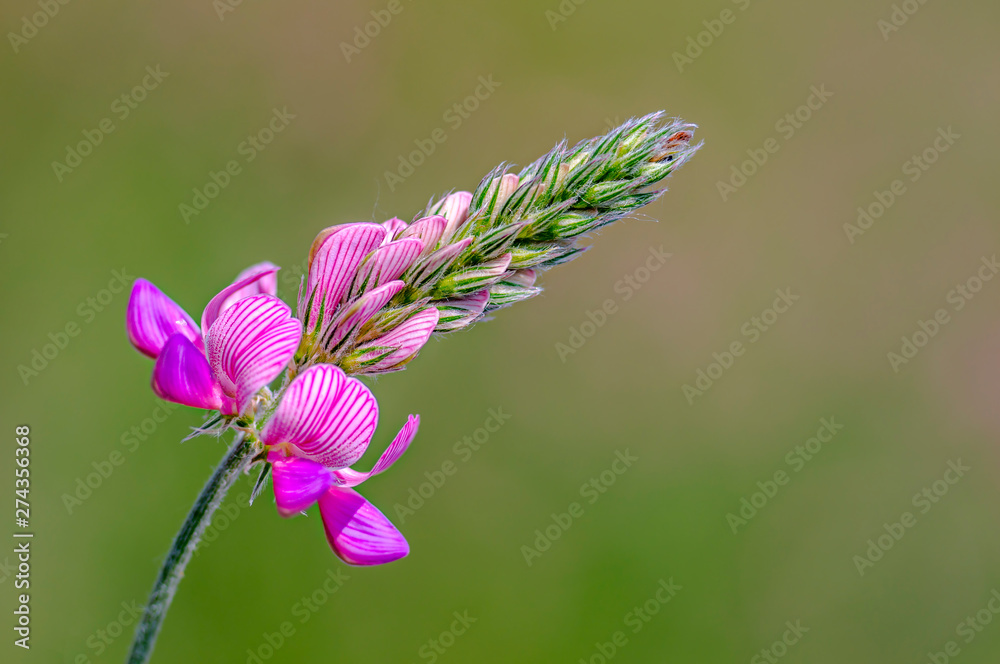 Beautiful color season blossom meadow flower