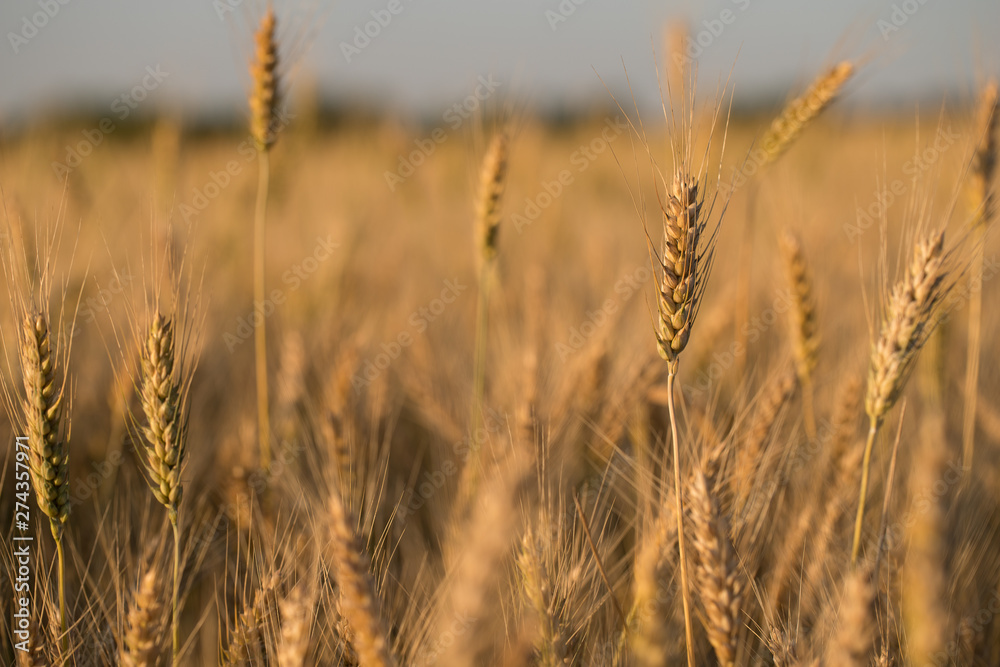 Wheat per field. The wheat.