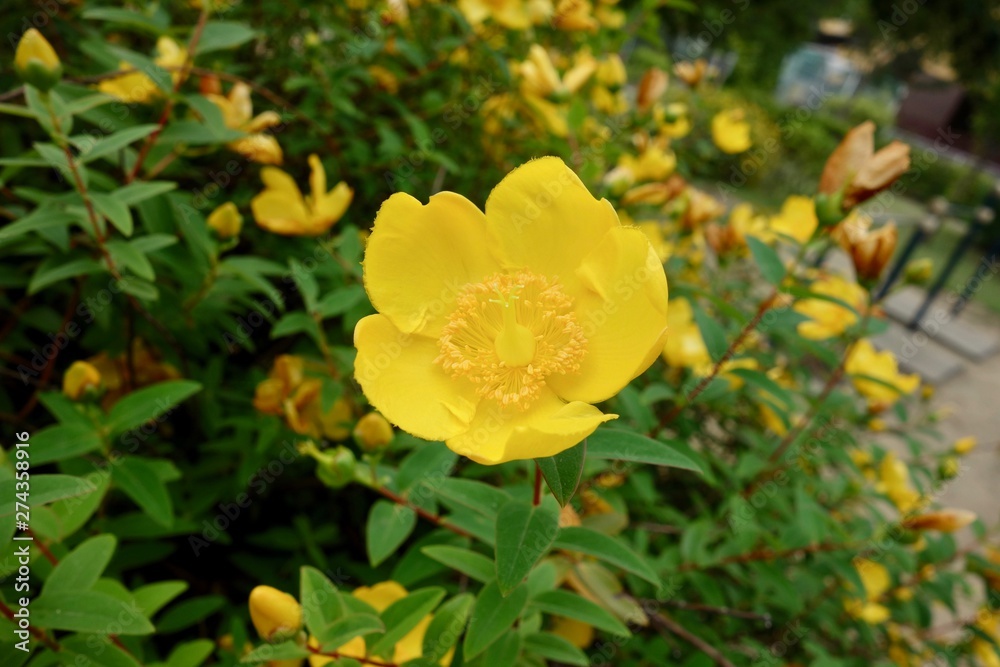 花 花