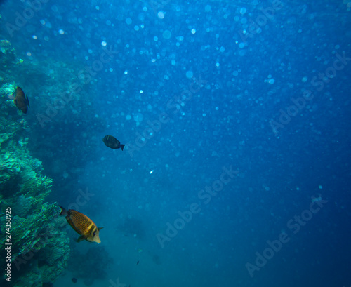 sea fish near coral, underwater