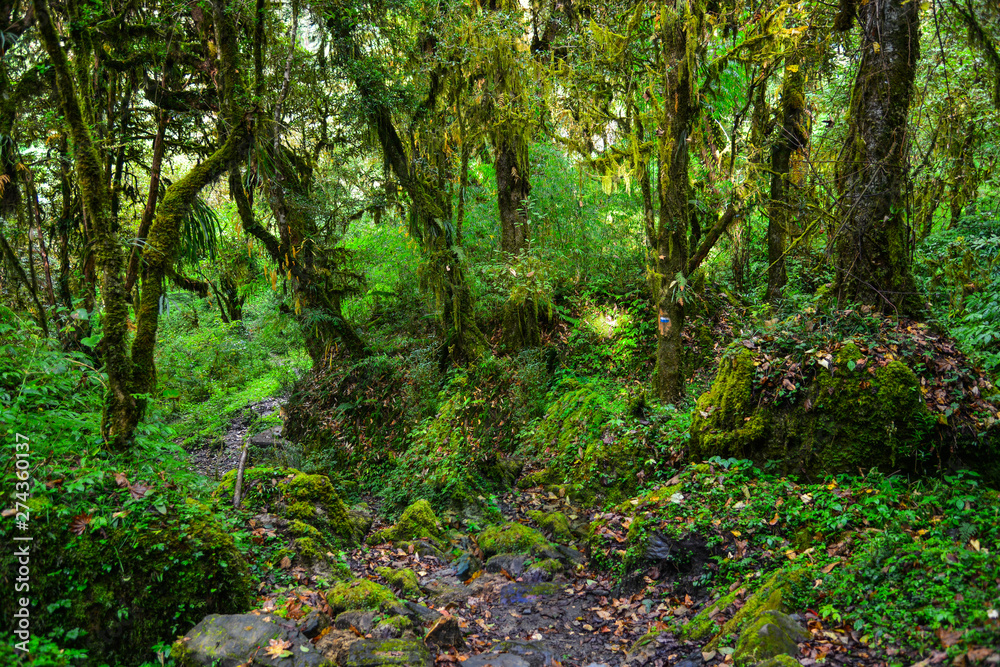 Obraz premium Evergreen forest trees environment